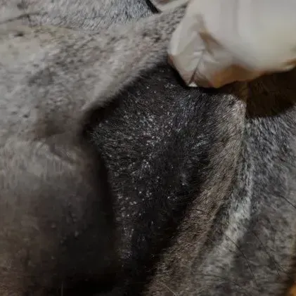 thumbnail for publication: Besnoitiosis in Donkeys in the United States